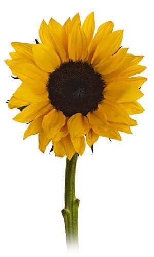 Sunflowers tutuli(5st)