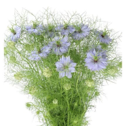 Nigella Lavender camflor