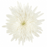 Mum Delistar White mia(12cs) - Image 2