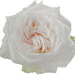Rose White Ohara rprima(25st)