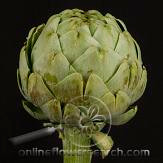 Artichokes grn baby(bun)