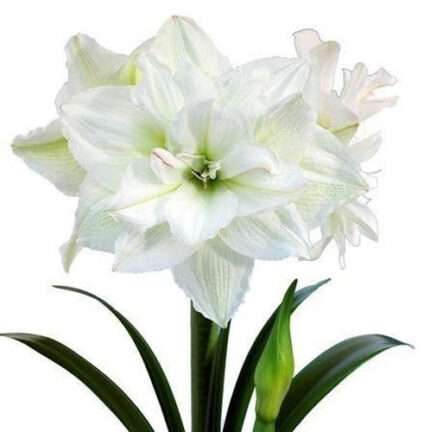Amaryllis White Nymph holl(STE
