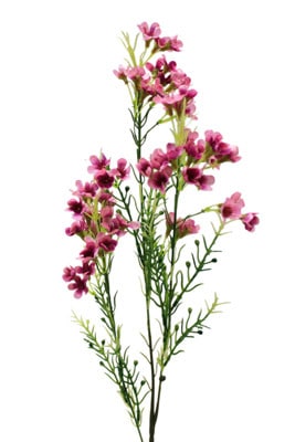 Waxflower Fushia premium