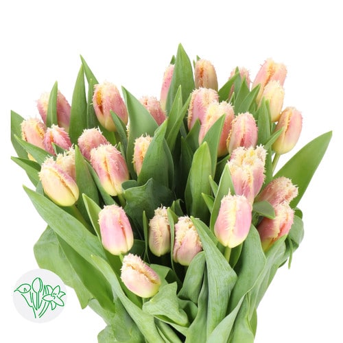 ef18bae9-3916-4ee4-875e-36b2a0a1dde7.jpg Tulip Frill Hawaii holl - Image 1