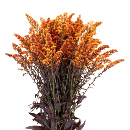 Solidago Candy Corn mellano