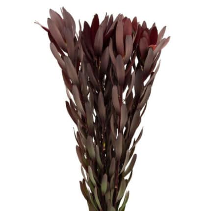 Leuco dark red tutuli