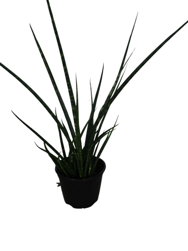 6" Sansevieria Fernwood