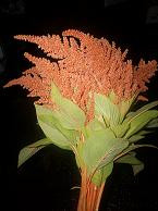 Amaranthus cophead cramer