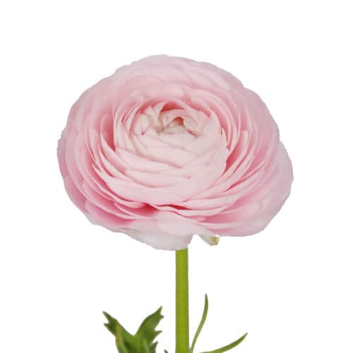 ef35d13d-1445-45a6-9e64-4942629a9c17.jpg Ranunculus Lt Pk arlotti xtra - Image 1