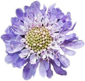 Scabiosa Lavender much