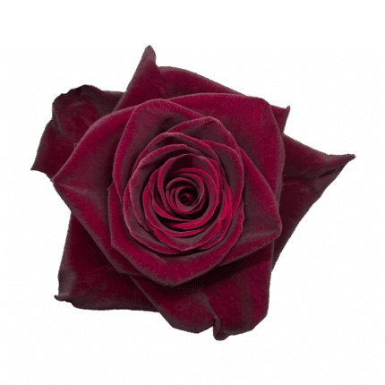 Rose Black Baccara 50cm florec
