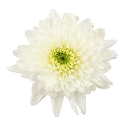 Mum Cremon White rio