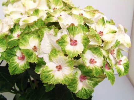 Hydrangea Magical Noblesse hol