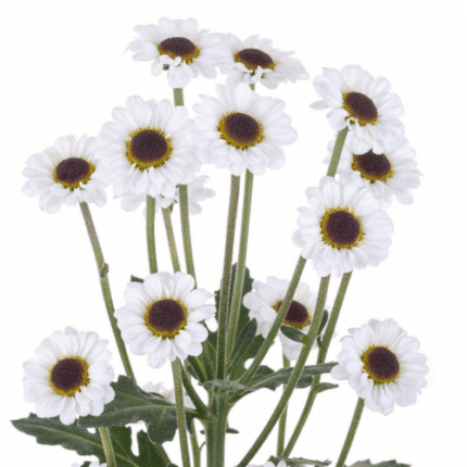 Pom Daisy Ying Yang golden
