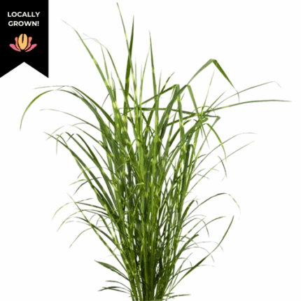 Grass Miscanthus Varigated Cra