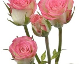 RoseSpray Electra rprima
