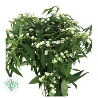 Euphorbia Spray QuickSilver ho