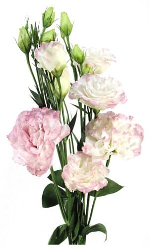 Lisianthus White Pk Triple flb