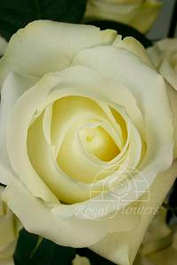 BLIZZARD (white)50 rio