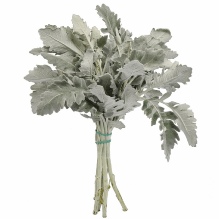 Dusty Miller 50cm  f.c.