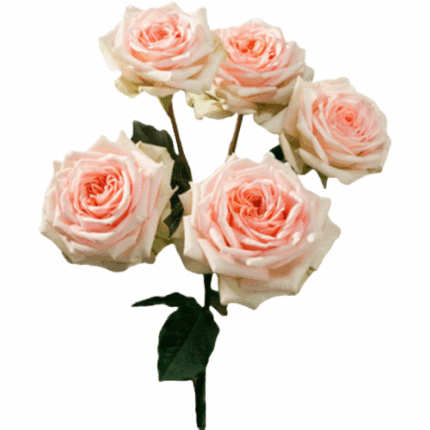 Rosespray Rosenella Rio