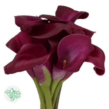 Callas Sumatra holl