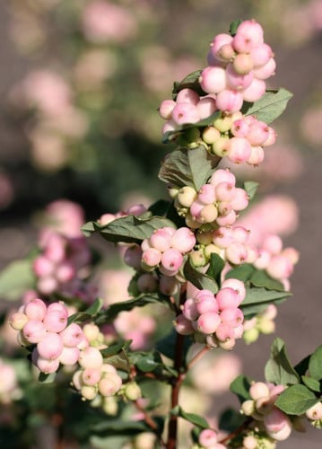 Snowberry Spray PkWhite chile