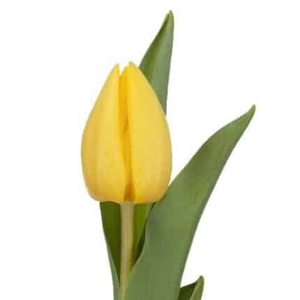 Tulip Yellow sole