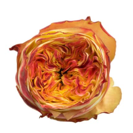 Rose Cubana 40cm holex
