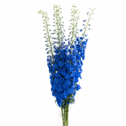 Delph Elatum Blue River 70cm f