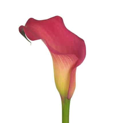 Calla Capt Hollywood holl