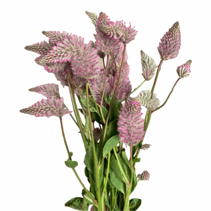 Celosia Pink misty