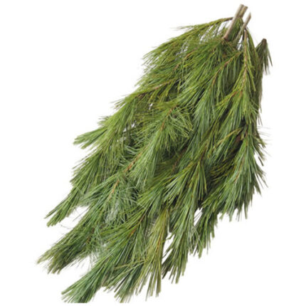 Florida Pine - GR FLO PIN