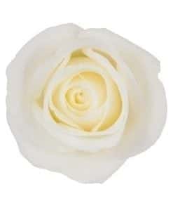 Rose Akito 40cm rprima