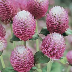 Gomphrena Lavender mccreight
