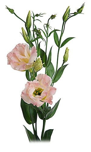 Lisianthus Apricot hendricks