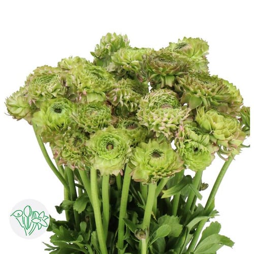 f095672a-96fe-40f6-ad73-988f5cb21bb7.jpg Ranunculus PonPon Ht Pk rprima - Image 1