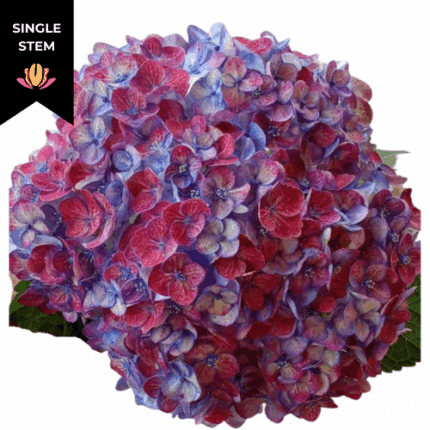 Hydrangea Antique Twlight Sere
