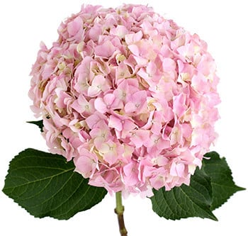Hydrangea PinkLemonade rfi(st)
