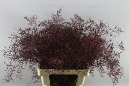 Limonium Burgundy holl(10st)