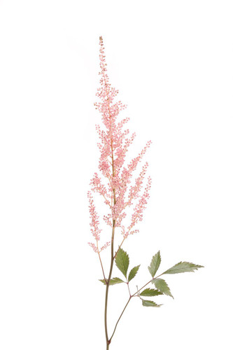Astilbe Cattleya hol(pk)