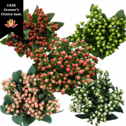 Hypericum Asst Romance (x8 case) f.c.