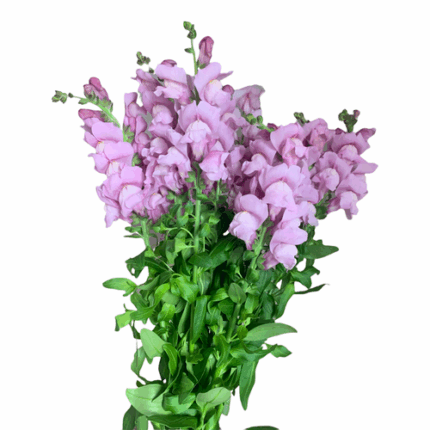Snadragons Lavender hendricks