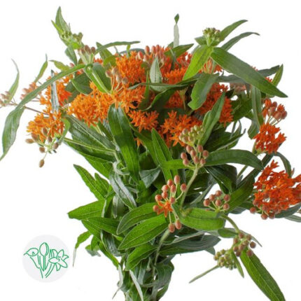 Asclepias Tuberosa holl