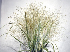 GRASS pancium cramer(green)