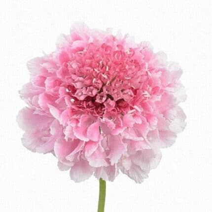 Scabiosa Pink Candy bella