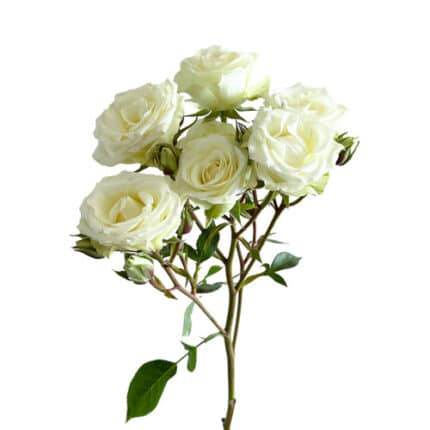 RoseSpray Floreana continental