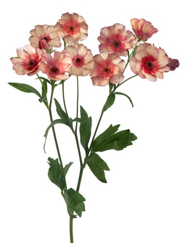 Ranunculus Butterfly Theseus c