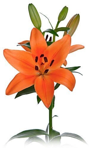 Lily Brunello holex