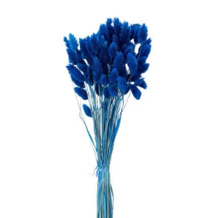 Phalaris Blue holex -